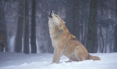 сн. Интернет