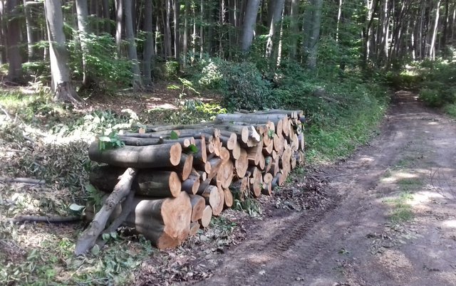 Фирма в момента добива дървесина край "Римския път" на Шуменското плато