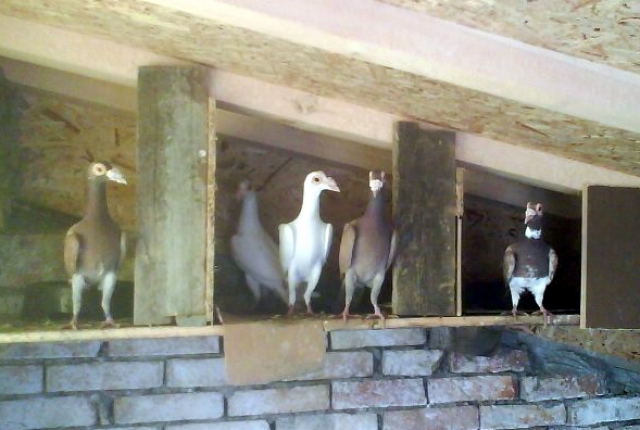Английски кариери, Снимка: pigeons.bg