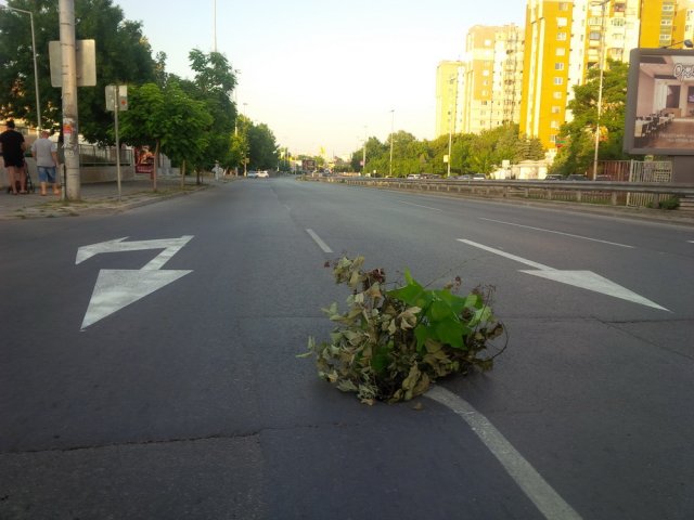 Дупката на булеварда бе обозначена с клони от граждани още, когато се отвори в събота.