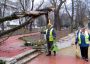 Служители на "Титан-БКС" позират пред събореното дърво