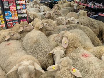 Десетки овце нахлуха в германски супермаркет и унищожиха секцията с напитки