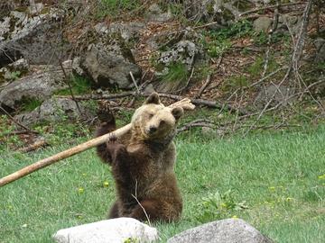 Две мечки от Украйна са настанени в парка в Белица