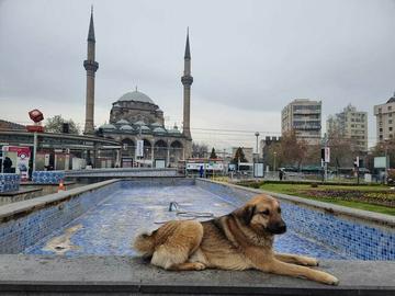 Полицията в Анкара влезе в сблъсъци с протестиращи срещу законопроекта за бездомните кучета