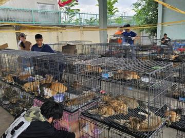 Полицията във Виетнам спаси от изяждане над 400 котки при акция срещу престъпна групировка
