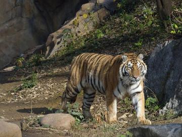 Сибирски тигър бе заснет в двор в Румъния, стана хит в ТикТок
