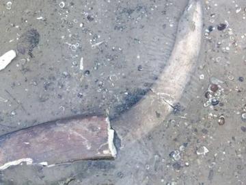 Откриха останки от мамут край русенското село Ряхово