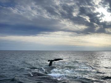 Китове се връщат към бреговете на Аржентина след 100 години