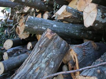 Откриха 20 кубика незаконно отсечени дърва за огрев