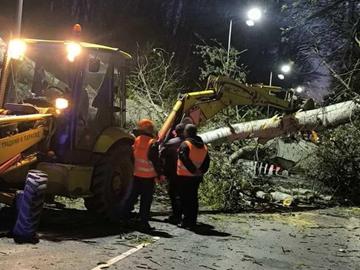 Предупреждение за ураган в Царево, паднало огромно дърво затвори път край Приморско