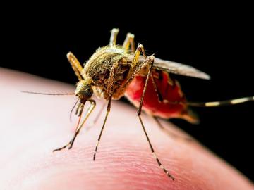 Най-смъртоносното животно: Комарите убиват до 1 млн. души годишно