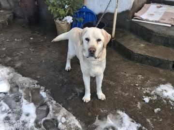 Намерено куче