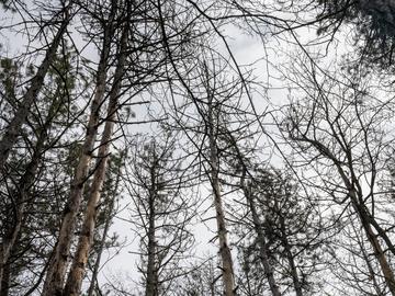 Продължава съхненето на боровете