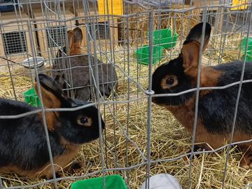 Снимка: Пресцентър на Община Шумен