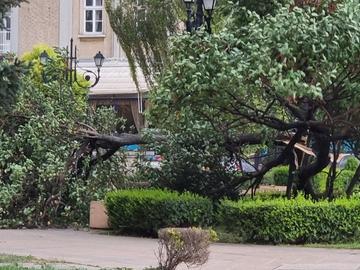 Огромен клон падна и уби 73-годишен мъж, докато седи на пейка в Пловдив