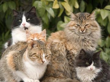 Глобиха с над 1.7 милиона евро мъж за проявена жестокост към котки в Гърция