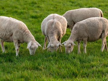 14 - 15 евро ще е килограм агнешко за Великден