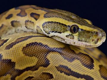 Румънец откри най-дългата дива змия в света и влезе в Книгата на Гинес