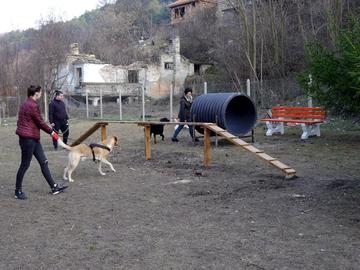 Вдигнаха таксата за притежаване на куче в община Шумен