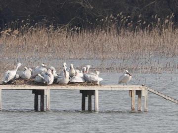 Високото ниво на Дунав е допринесло за рекордния брой отгледани малки къдроглави пеликани