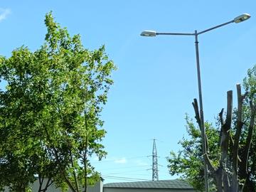 Премахват 70 изсъхнали дървета в Шумен