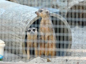 Пет суриката са най-новите обитатели на Зоопарка в Шумен