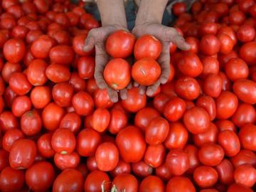 В Китай създадоха нов сорт домати с аромат на пуканки