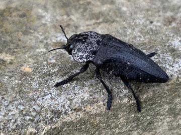 Държавата отпуска 2,7 млн. евро за борба с черната златка