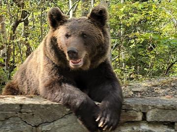 Трима министри разписаха протокол при навлизане на мечки в населени места