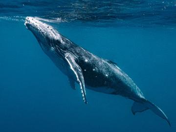 Два кита белуга бяха евакуирани от Украйна