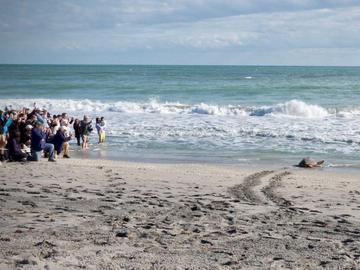 Оцеляла след нападение от акула: Костенурката Пяри отново плува в океана