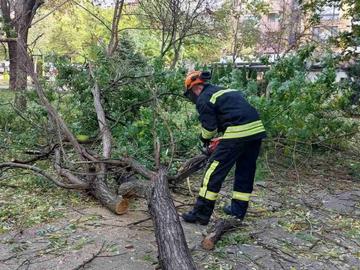 Десетки сигнали за паднали дървета и клони в Пловдив и Пазарджик