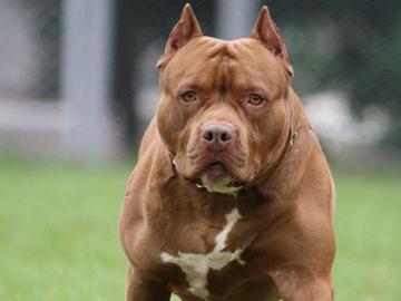 Питбул нахапа по ръцете и краката две 8-годишни деца в Бургас, спасиха ги съсед и полицай