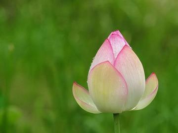 Как растенията разбират кога е време за пролетен цъфтеж