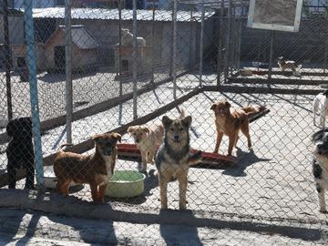 Карантинираха приюта за животни в Шумен заради 3 кучета с чума