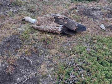 До 5 години затвор грози човека, отровил лешоядите край Калофер