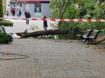 Голям клон падна върху пешеходец в Сливен, мъжът е в болница с политравма