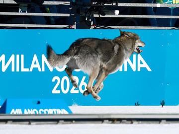 „Това вълк ли е?“ – мистериозен четириног изненада скиорите на Олимпиадата
