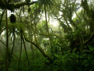 Учени планират да създадат "супергора" в Австралия с дървета от древния континент Гондвана