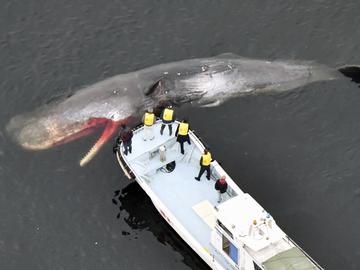 Круизен кораб влезе в пристанището на Ню Йорк с 13-метров мъртъв кит, заклещен на носа му