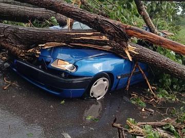 Дърво се стовари върху кола в Пловдивско, шофьорът оцеля по чудо