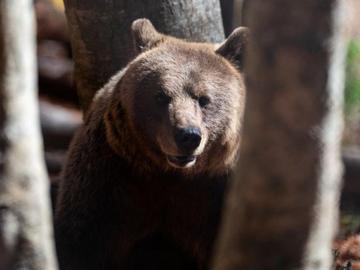 Парадокс в Пиренеите: Мечките се множат, но с все по-слаби гени