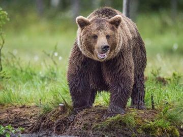 Паркът в Белица отваря врати на 1 април: Пет мечки се събудиха