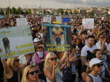 Хиляди турци протестираха срещу спорния закон за премахване на бездомните кучета от улиците