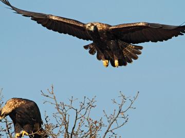 25-годишен рекорд: 48 царски орли се излюпиха в България