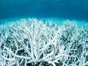Коралите побеляват от високите температури в океаните