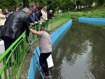 Пуснаха 140 декоративни шарана „кои“ в езерцето на парк „Кьошкове“