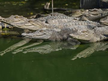 В природен парк в Камбоджа се излюпиха 60 яйца на застрашения сиамски крокодил