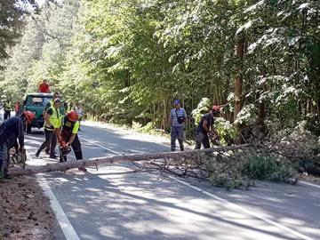 Премахнаха опасни дървета по пътя между селата Косово, Марково и Мадара