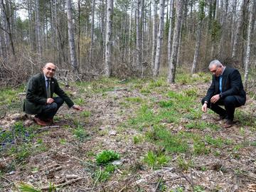 Повечето залесени миналата година липови фидански са се хванали